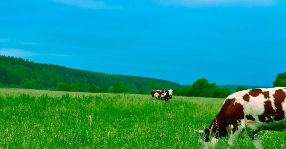 Dairy - Cows Grazing on Field Against Sky