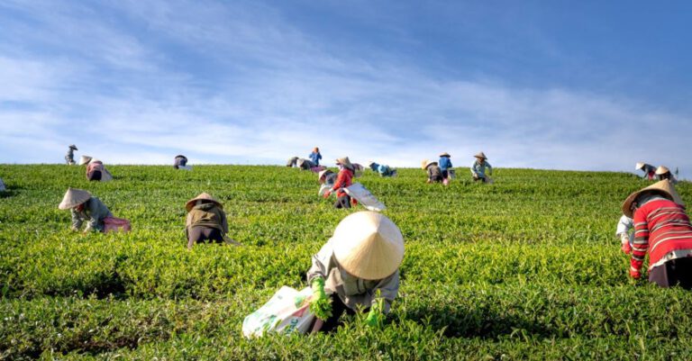 Farmers - People Harvesting