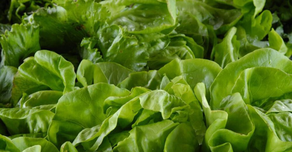 Produce - Photo of Lettuce Lot