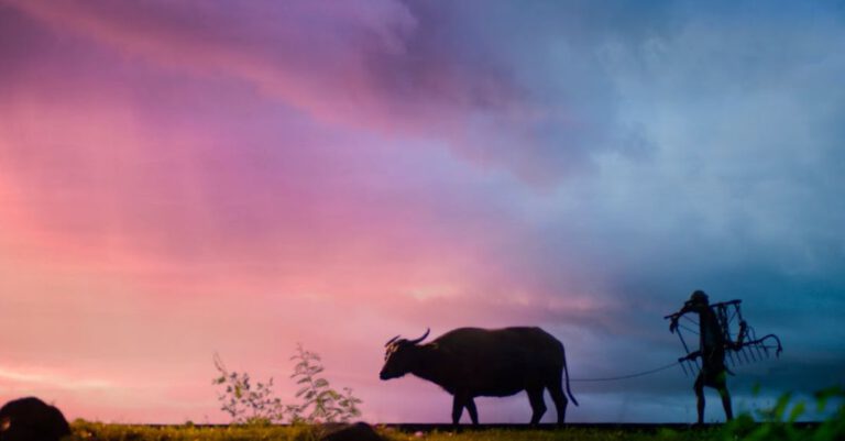 Farmers - Silhouette of Man Carrying Plow While Holding the Rope of Water Buffalo Walking on Grass Field